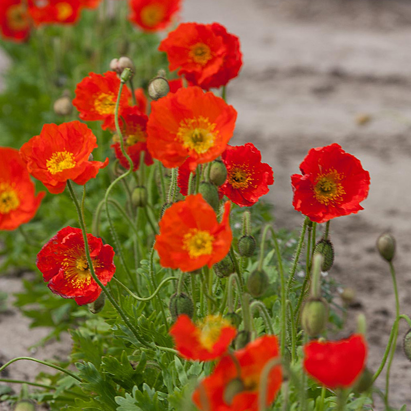 papaver